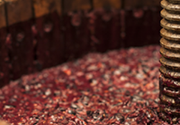 O que é fermentação malolática e como funciona? 