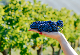 Conheça a uva Montepulciano e saiba tudo sobre a tradicional variedade italiana