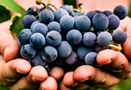 Sustentabilidade nas vinícolas: preservando o meio ambiente e o sabor 