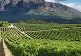 Vinhos da África do Sul: tudo o que você precisa saber