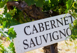 Tudo o que você precisa saber sobre a uva Cabernet Sauvignon