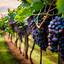 Chianti: conheça o vinho italiano cheio de história e tradição 