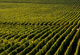 Lançamento Siegel: vinhos que refletem a identidade do Vale do Colchagua 