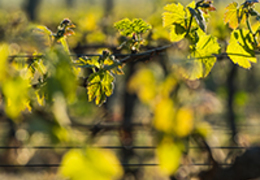 Vinhos biodinâmicos: saiba o que são e conheça as suas características