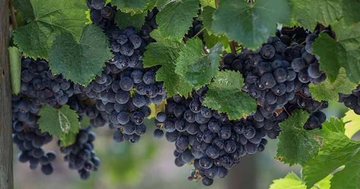 Petit Verdot: conheça essa robusta uva francesa