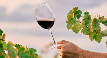 Conheça os diferentes estilos de vinhos Cabernet Franc 