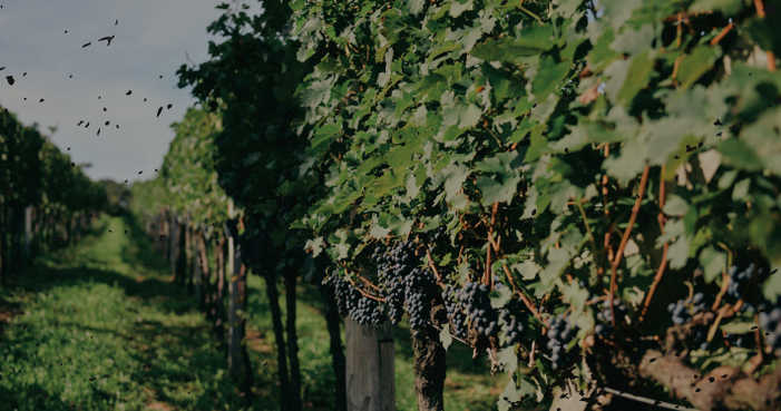 Reviva a tradição da colheita da uva com a Famiglia Valduga