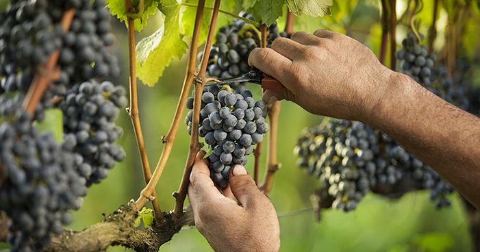 Tudo que você precisa saber sobre a safra de uva de 2017