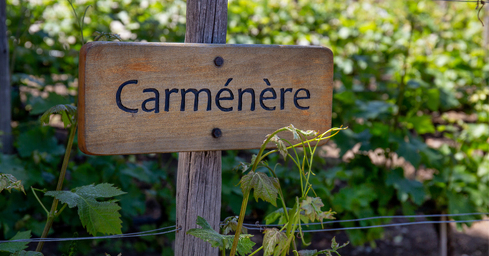 Carménère day: o que você precisa saber sobre essa uva