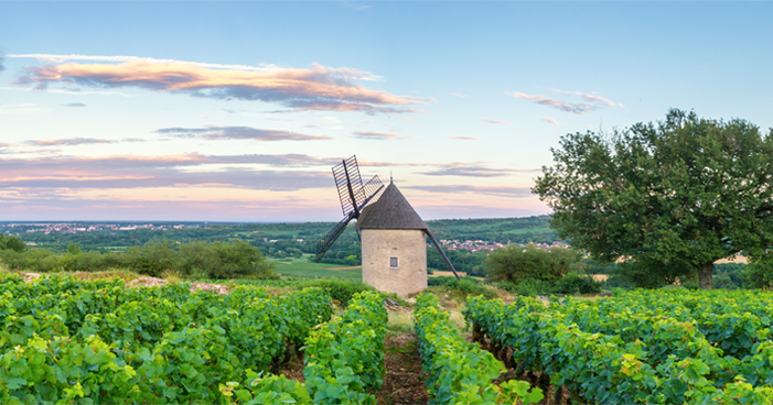 Paladar refinado: confira nosso guia completo de vinhos franceses!