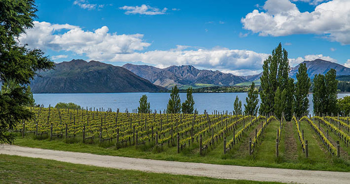 Conheça os 4 principais vinhos da Nova Zelândia
