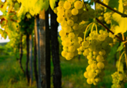 Uva riesling: conheça as características e os vinhos que ela produz