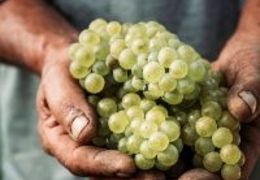 Conheça os 6 principais benefícios da uva para a sua saúde