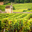 Borgonha: conheça a história da rota dos vinhos franceses