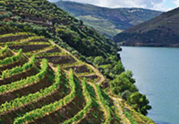Conheça as principais regiões vinícolas de Portugal