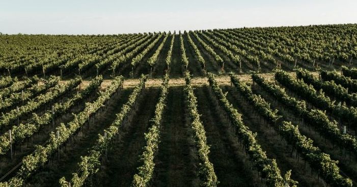 Vinhos do Rio Grande do Sul: quais uvas se adaptam bem em cada região?