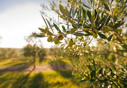 A importância do clima para a produção das oliveiras