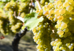 Conheça os mistérios da uva Viognier e dos seus vinhos