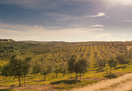 História da olivicultura no Brasil